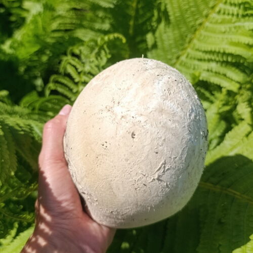 Гриб со страусиное яйцо нашли в Новосибирской области