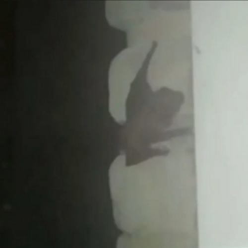Летучие мыши пытались попасть в квартиру жителя Новосибирска