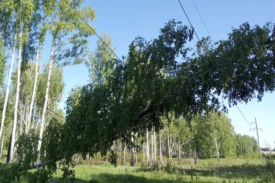 Лесорубы с руками не из плеч оставили без света более 6, 5 тысяч жителей НСО