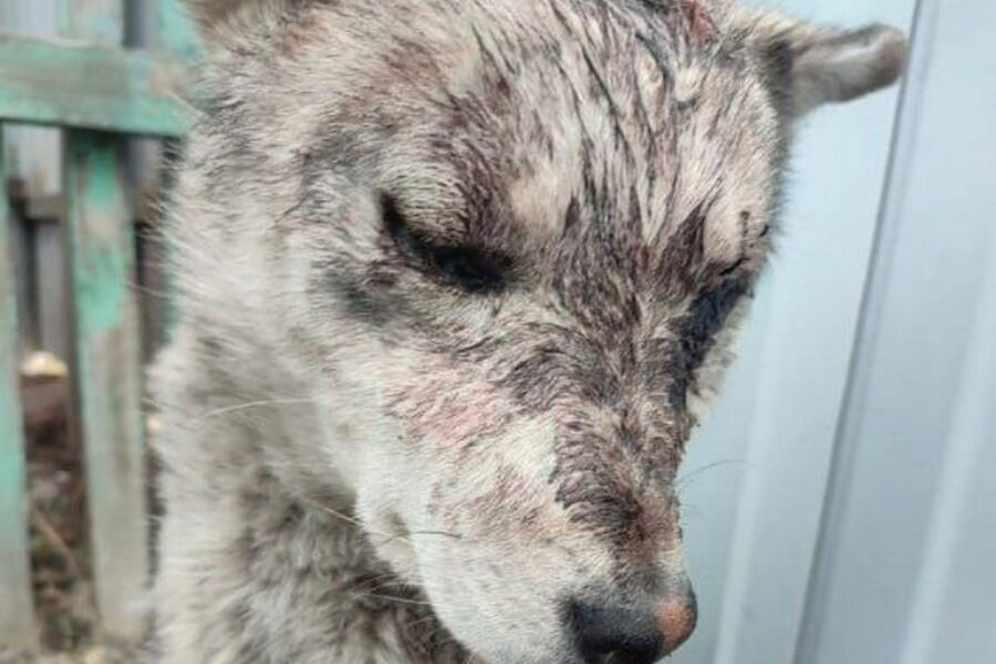 Одноглазого щенка, избитого кочергой, спасли волонтеры в Новосибирске