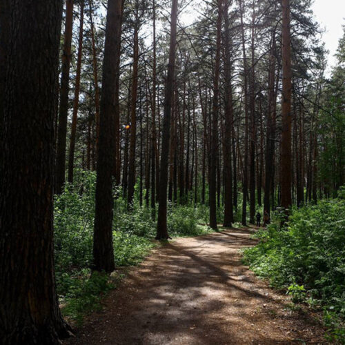 В Инюшенском бору Новосибирска обновят только зелёные насаждения