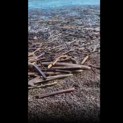 Берег Обского моря завалило древесиной из-за паводка