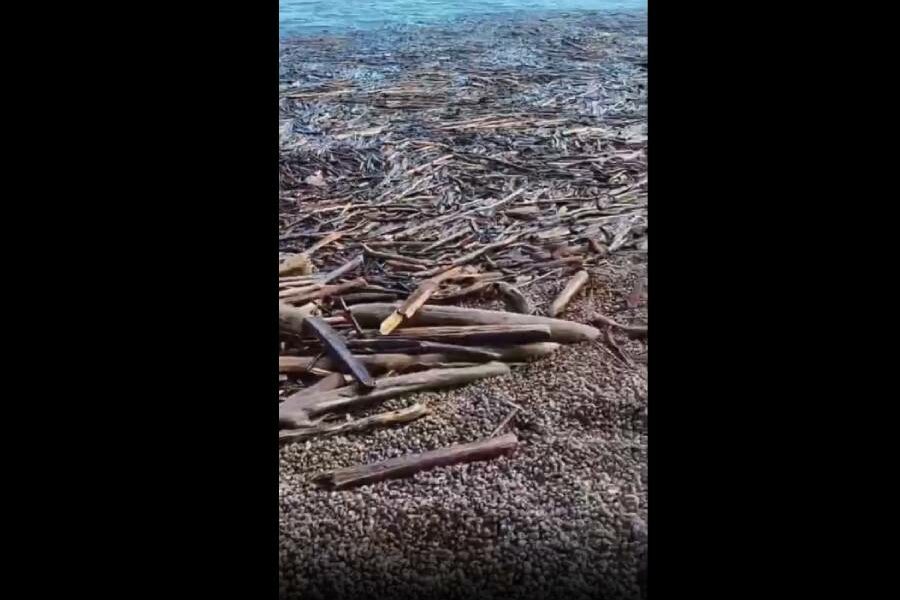 Берег Обского моря завалило древесиной из-за паводка