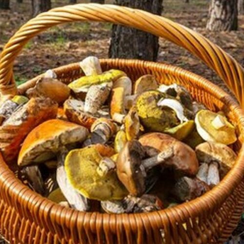 Минприроды прогнозирует богатый урожай грибов в Новосибирской области