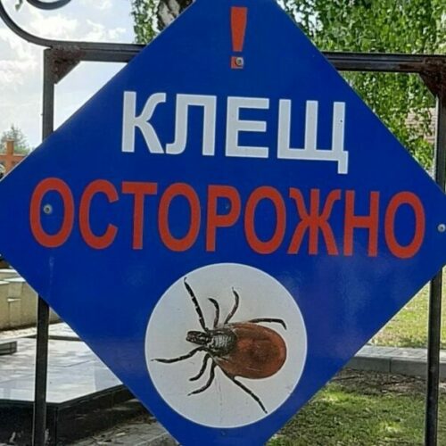 Более 1,2 тысячи человек пострадали от клещей в Новосибирской области