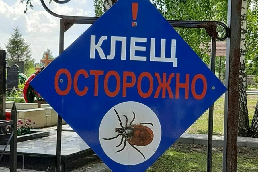 Более 1,2 тысячи человек пострадали от клещей в Новосибирской области