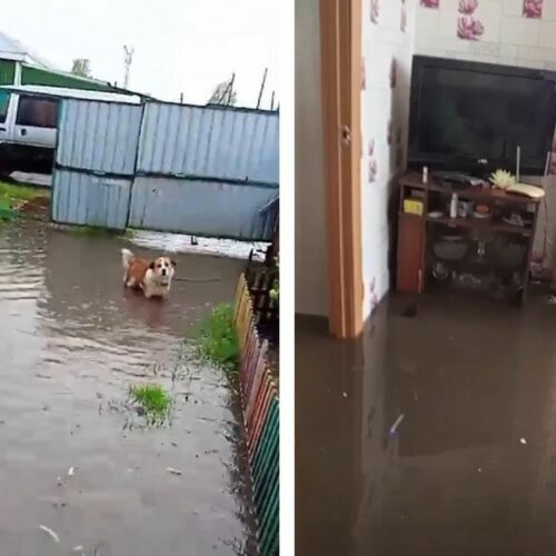 После июньских дождей дома и приусадебные участки затопило под Новосибирском