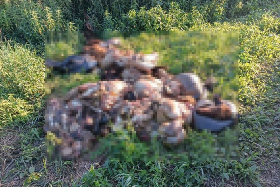 Горы бараньих останков убрали с берега озера в Новосибирске