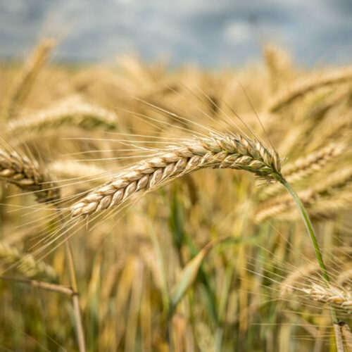 Новосибирская область планирует собрать 2,8 млн тонн зерна