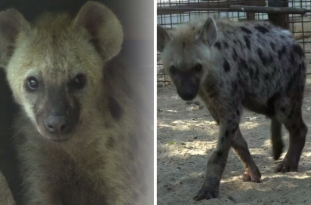 Гиены из Ленинграда приехали в Новосибирск