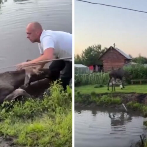 Утопающего лося люди вытащили из озера под Новосибирском