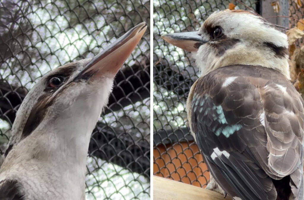 Кукабарра разразилась человеческим смехом в зоопарке Новосибирска