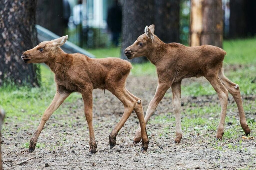 В Новосибирском зоопарке пополнение у маралов и лосей