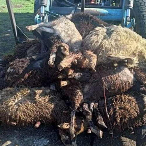 Голодные собаки растерзали стадо сытых баранов в Новосибирской области