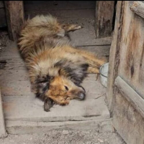 Новосибирец избавил собаку от одиночества с помощью смерти