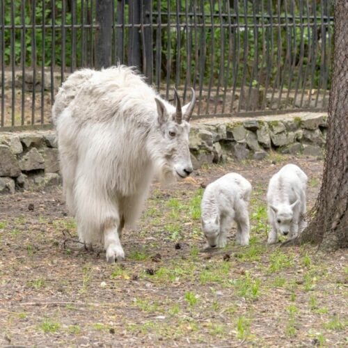 Снежные козлята родились в зоопарке Новосибирска