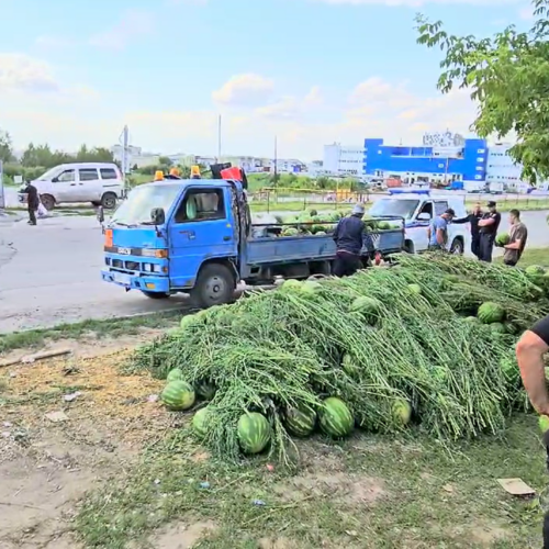 У мигрантов забрали 20 тонн опасных арбузов, валяющихся на земле в Новосибирске