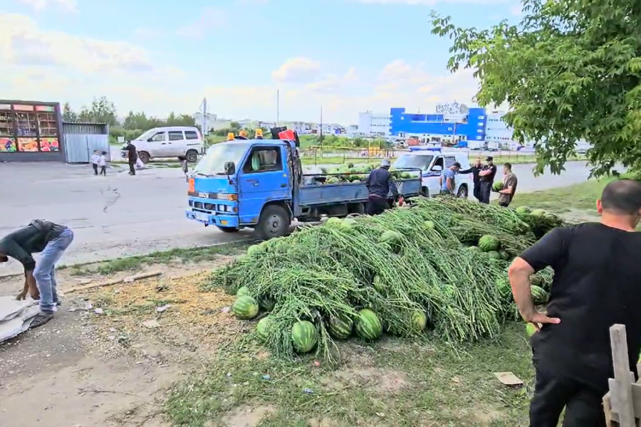 У мигрантов забрали 20 тонн опасных арбузов, валяющихся на земле в Новосибирске