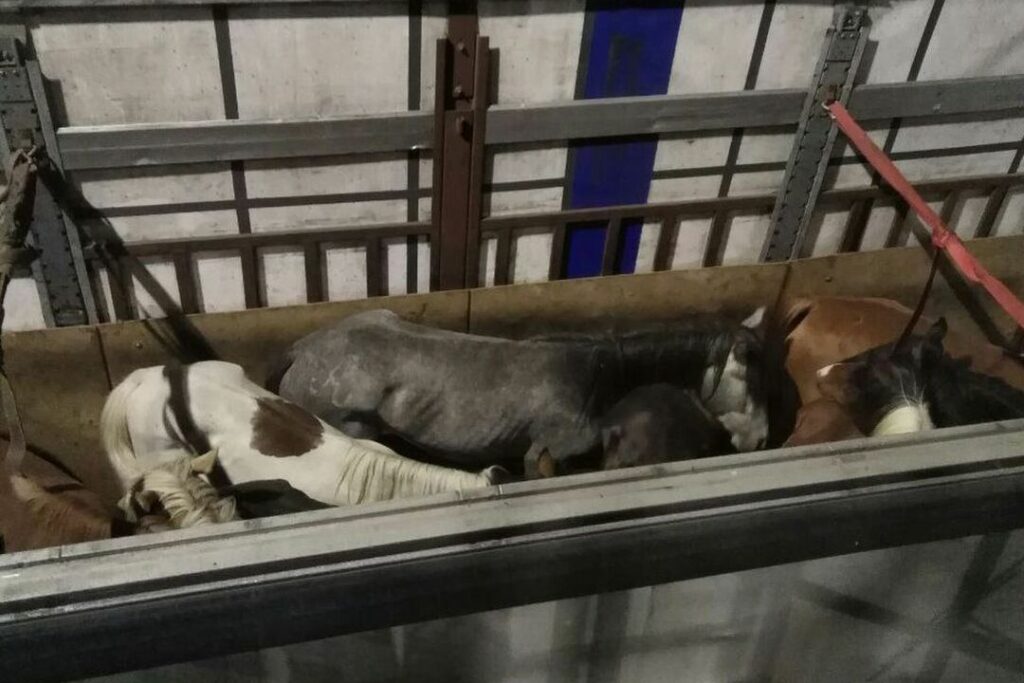 Табун лошадей не выпустили таможенники из Новосибирской области