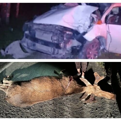 Водитель сбил лося на дороге под Новосибирском