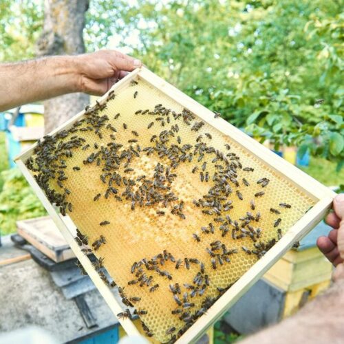 Новосибирские пчелы стали агрессивными из-за химикатов на полях