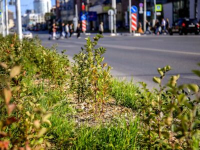 В трех районах Новосибирска запустили эксперимент для борьбы с пылью