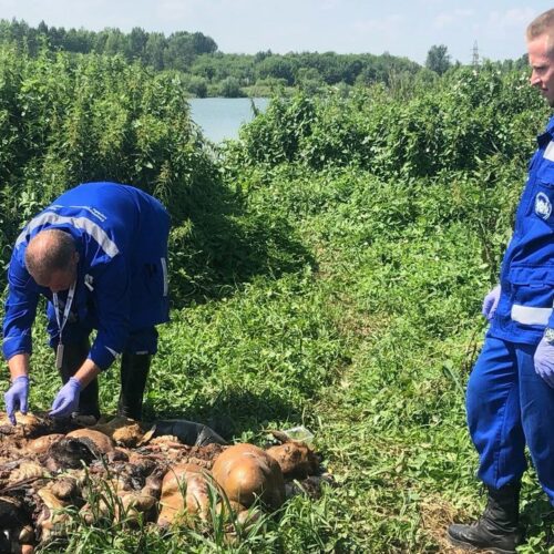 Горы бараньих останков, брошенные мигрантами, убрали с берега озера в Новосибирске