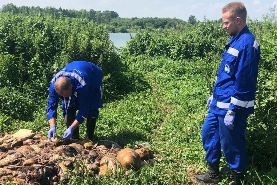 Горы бараньих останков, брошенные мигрантами, убрали с берега озера в Новосибирске