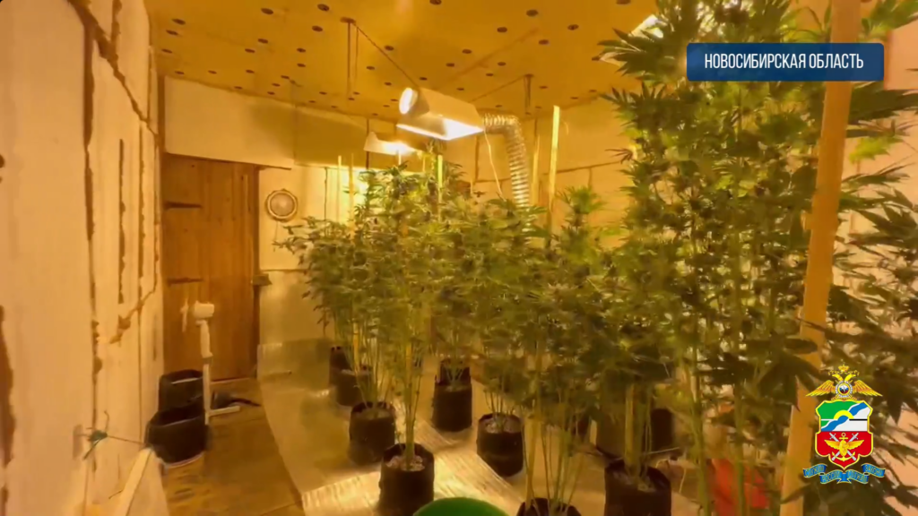 Теплицы с марихуаной пропололи полицейские во огороде частного дома под Новосибирском