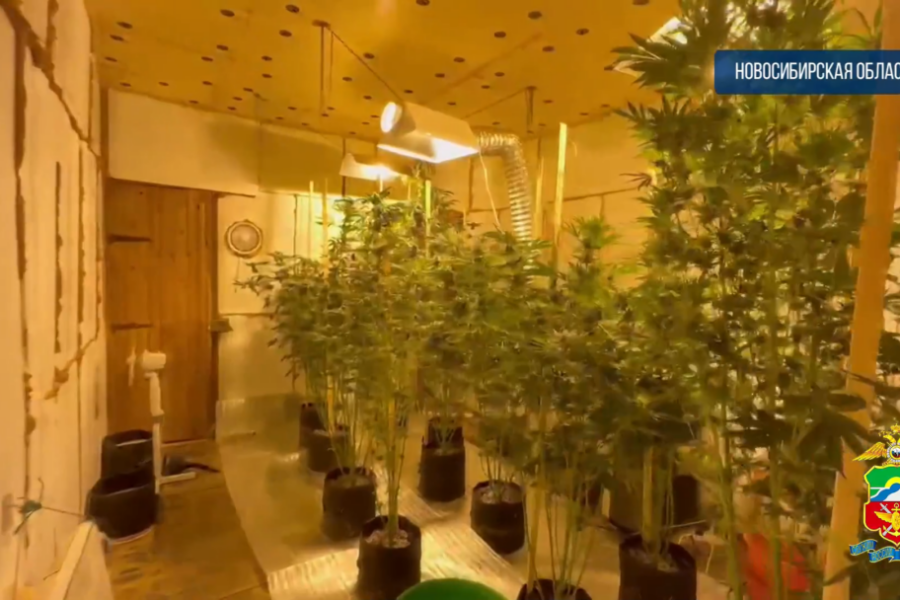 Теплицы с марихуанной пропололи полицейские во огороде частного дома под Новосибирском