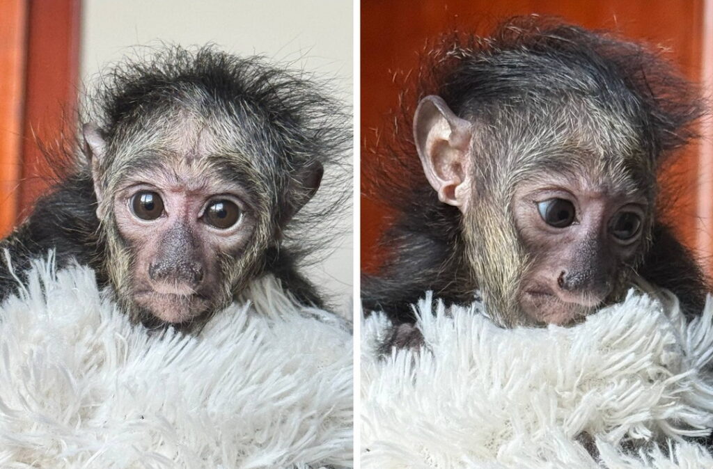 Первый детеныш белолицых саки появился в зоопарке Новосибирска