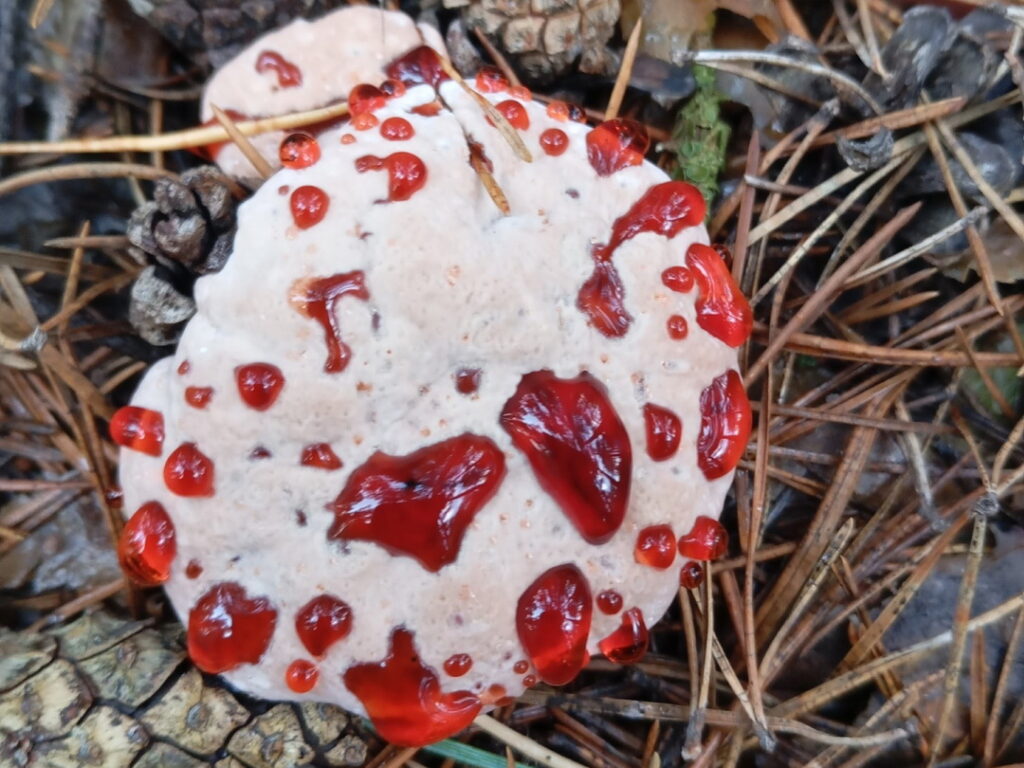 Кровавый гриб нашли в лесу Новосибирской области