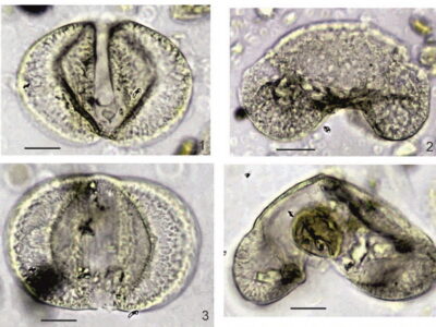 Пыльцу катайи возрастом 27 млн лет нашли в Новосибирской области