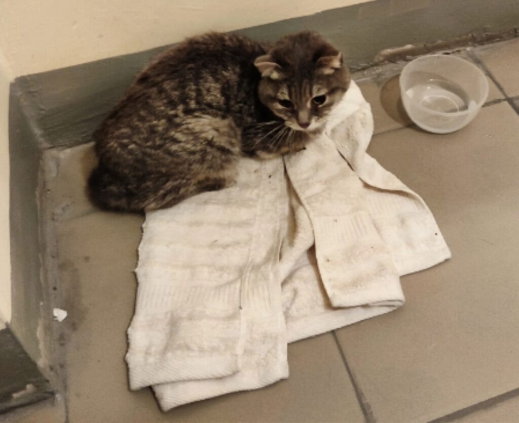 Неравнодушная жительница Новосибирска спасла истощенного котенка