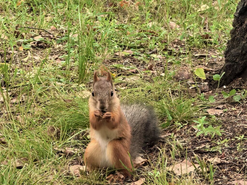 Бельчата признали маму в жительнице Новосибирска