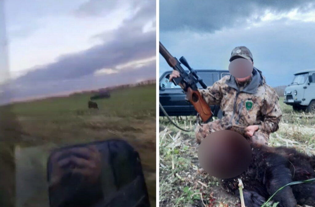 Медведя застрелили из машины в Кочковском районе Новосибирской области