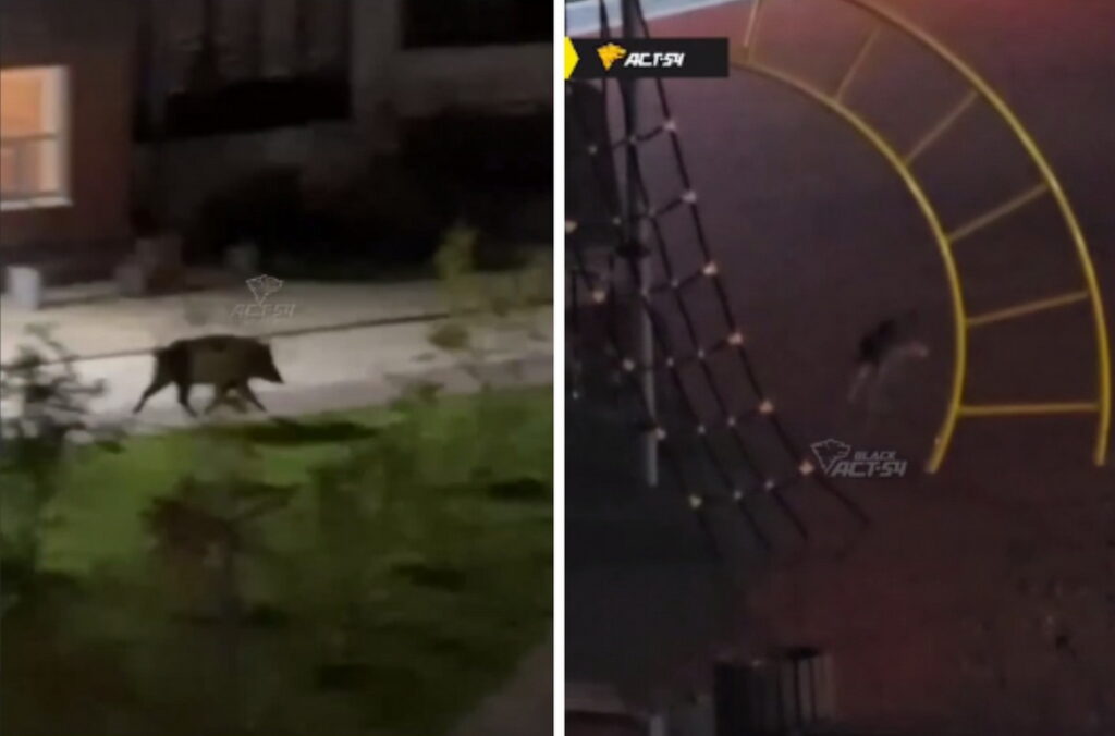 Кабан и заяц бегали по двору микрорайона Приозерный в Новосибирске