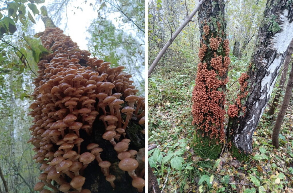 Большим урожаем опят похвастались в Республике Алтай