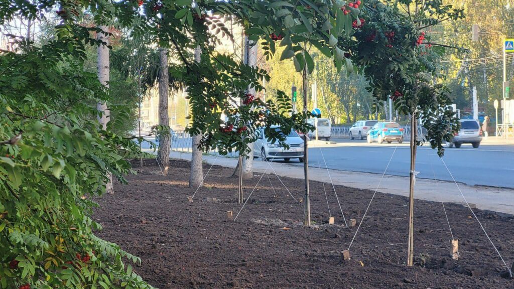 В Новосибирск привезли трехметровые ели из Москвы