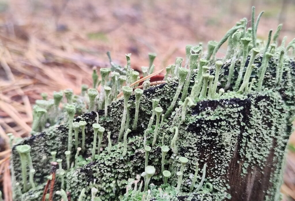 Любительница тихой охоты нашла в лесу «кубок эльфов»