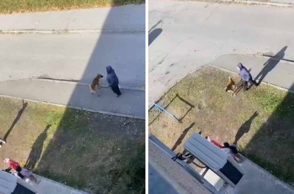 «Скулят во весь двор»: новосибирцы обвинили соседку в издевательствах над собаками