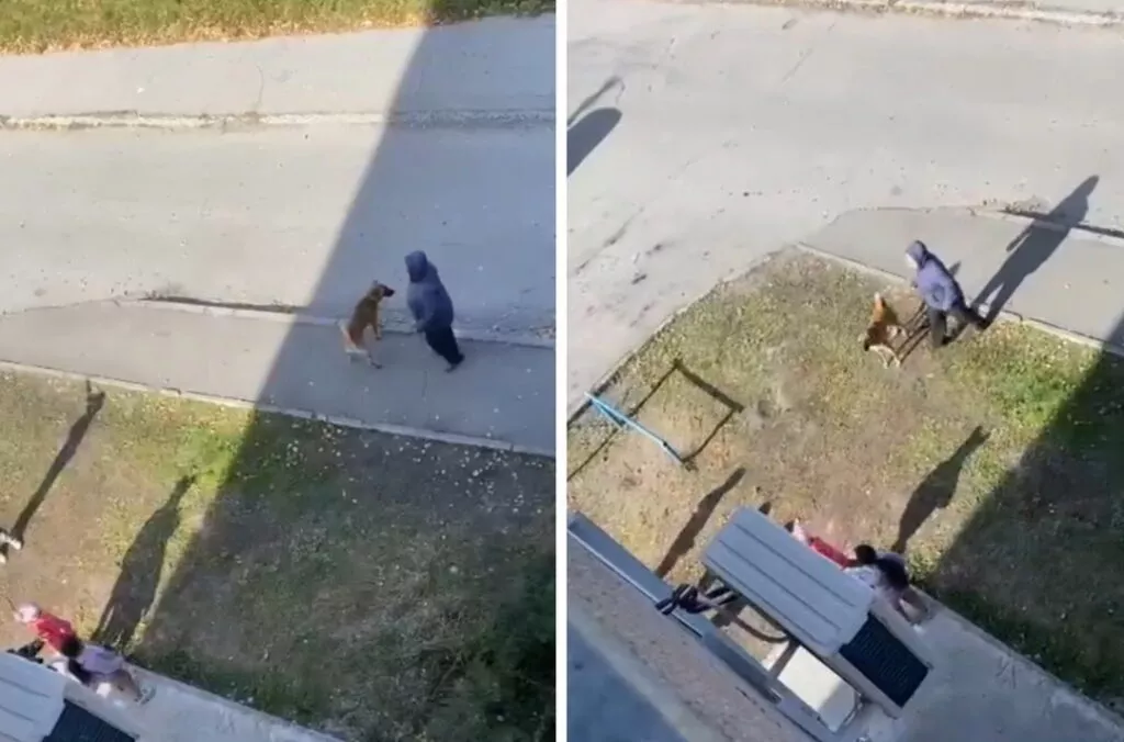 «Скулят во весь двор»: новосибирцы обвинили соседку в издевательствах над собаками