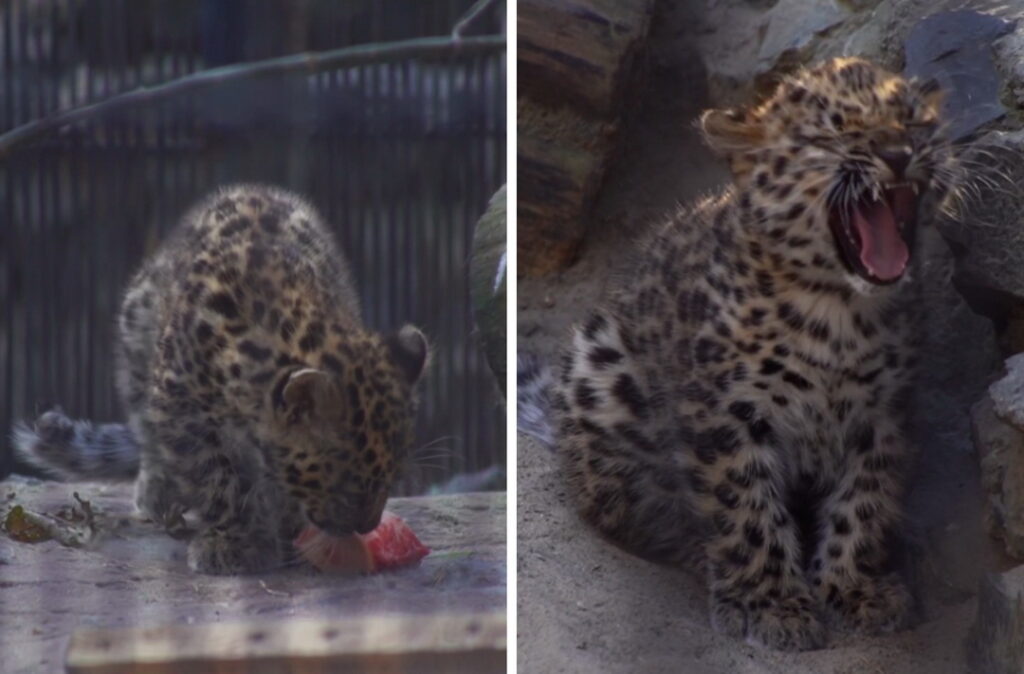 Милое видео с котенком леопарда опубликовал Новосибирский зоопарк