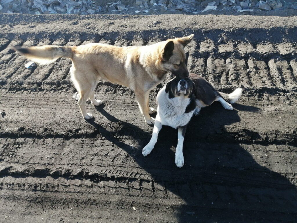 Два бездомных пса устроились работать на мусорный полигон Новосибирска