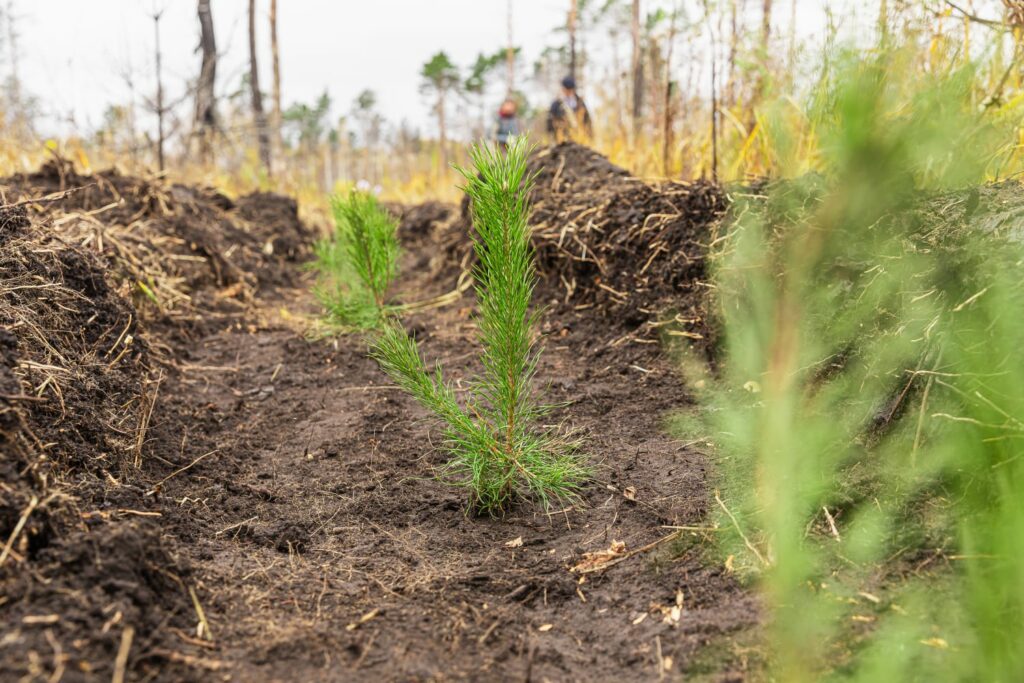 Более 400 тысяч деревьев высадил «Сибантрацит» в Новосибирской области