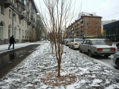 В центре Новосибирска, на улице Урицкого, высадили более 150 деревьев и сотни кустарников