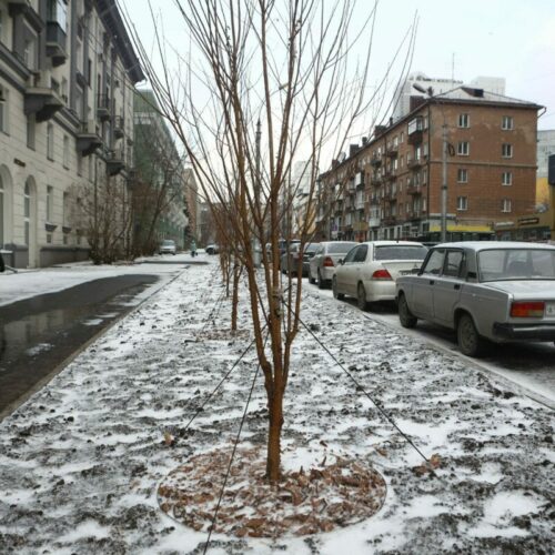 В центре Новосибирска, на улице Урицкого, высадили более 150 деревьев и сотни кустарников