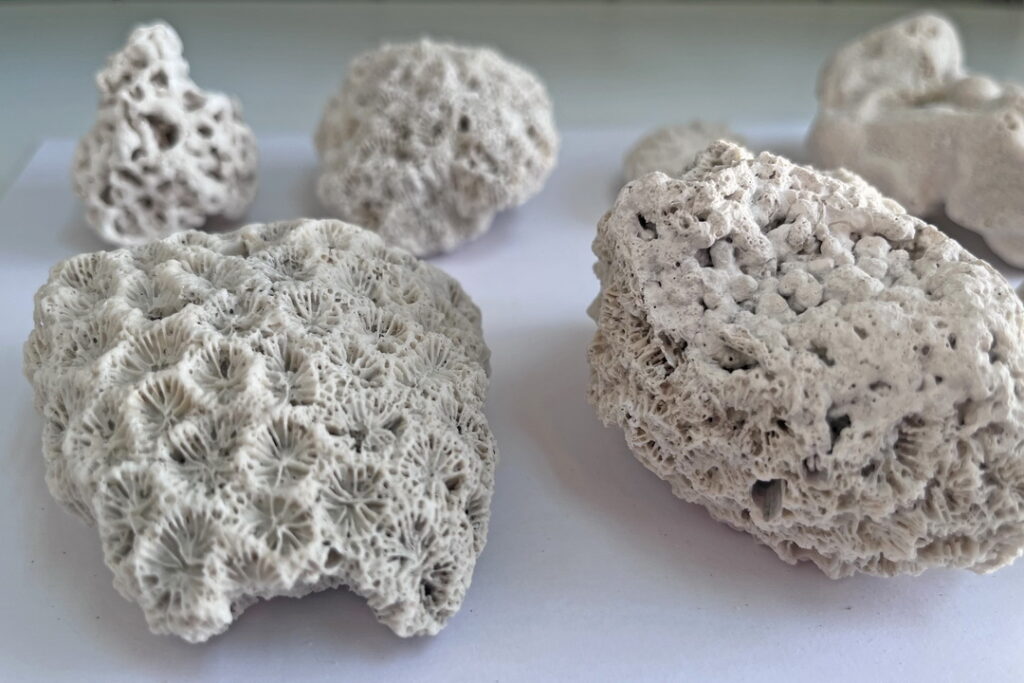 Таможенники обнаружили у туриста в Толмачево груз кораллов