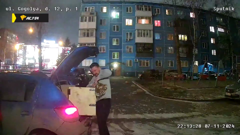 Мужчина с тигренком въехал в одну из квартир на Гоголя в Новосибирске