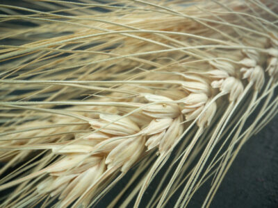 Линии для пивоваренного ячменя разработали в Новосибирске